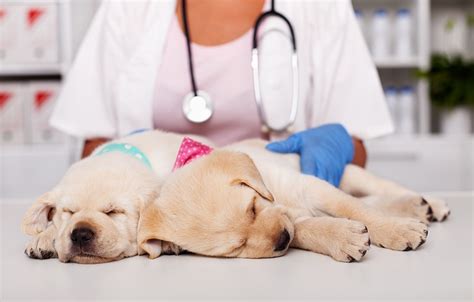 meningitis symptome hund